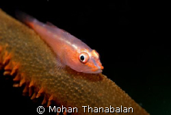 I'm watching you! Whip Coral Goby, pic taken at Redang Is... by Mohan Thanabalan 